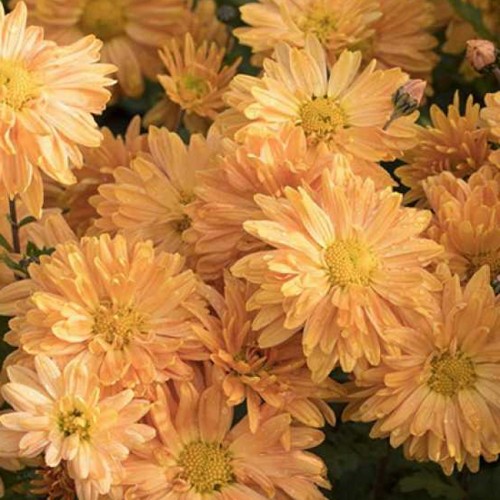 Chrysanthemum 'Kleiner Bernstein' - Krüsanteem 'Kleiner Bernstein'